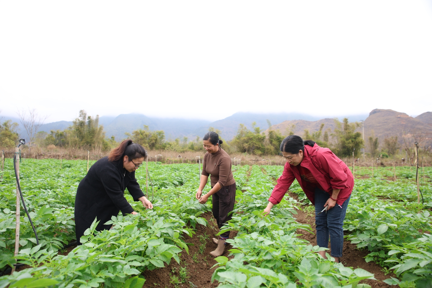 Lĩnh vực nông nghiệp của tỉnh được triển khai theo hướng đi vào chiều sâu, ứng dụng công nghệ cao để phát triển nông nghiệp hàng hóa