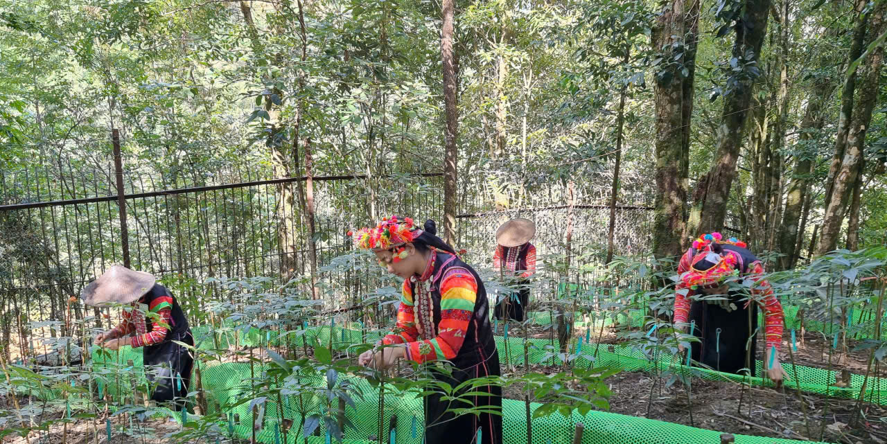 Nhờ được tuyên truyền vận động, người dân trong xã đã tích cực tham gia phát triển Sâm Lai Châu mang lại hiệu quả kinh tế cao